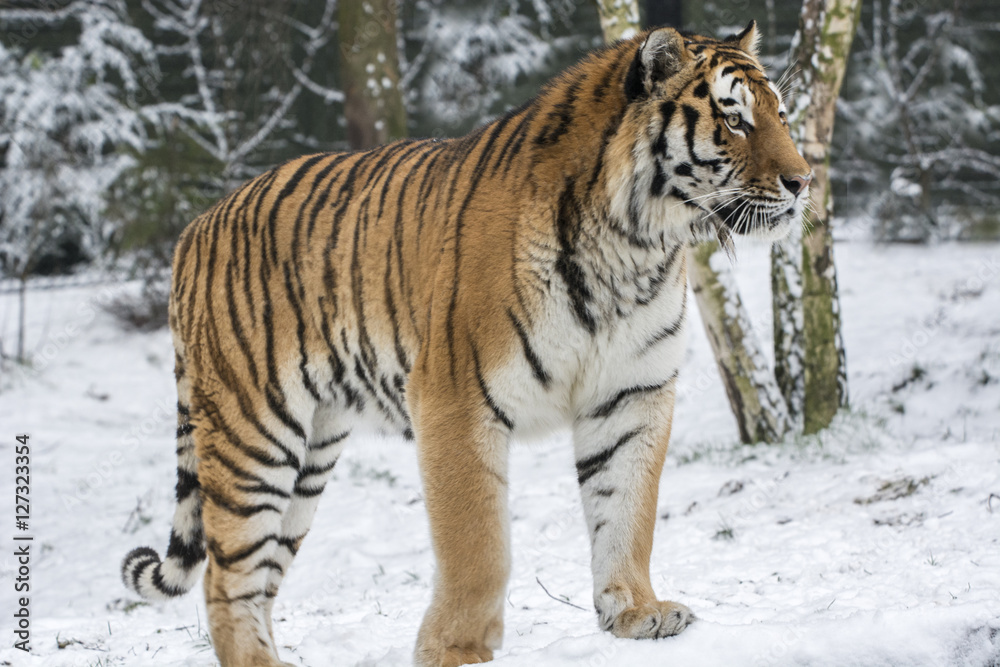 Naklejka premium Tiger im Schnee