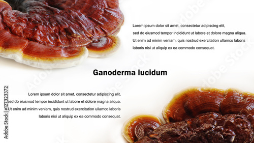 Ganoderma lucidum background with sample text.