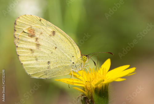 Dainty Sulphur butterfly, the smallest North American pierid resting on a yellow wildflower © pimmimemom