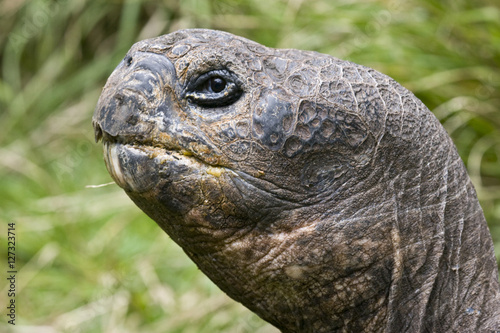 Closeup of the head of a giant galapagos tortoise photographed in Ecuador.