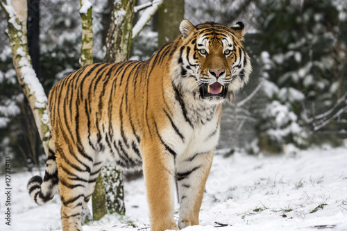 Fototapeta Naklejka Na Ścianę i Meble -  Tiger im Schnee