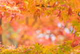 Leaves in Japan autumn season