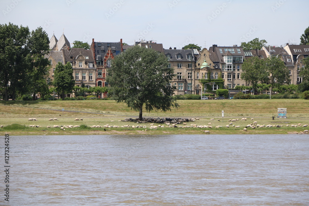 Sheep grazing on river bank of Rhine river in Dusseldorf Altstadt, Germany Sheep grazing on river bank of Rhine river in Dusseldorf Altstadt, Germany