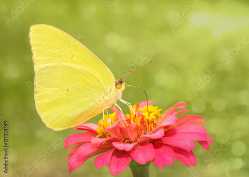 Photography Dreamy image of a bright yellow Cloudless Sulphur butterfly
