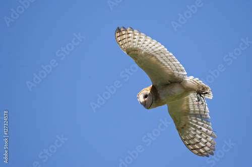 Owl in flight in northwest Canada photo