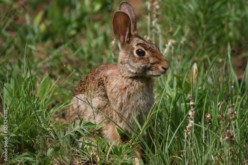 Wild bunny sitting in the grass