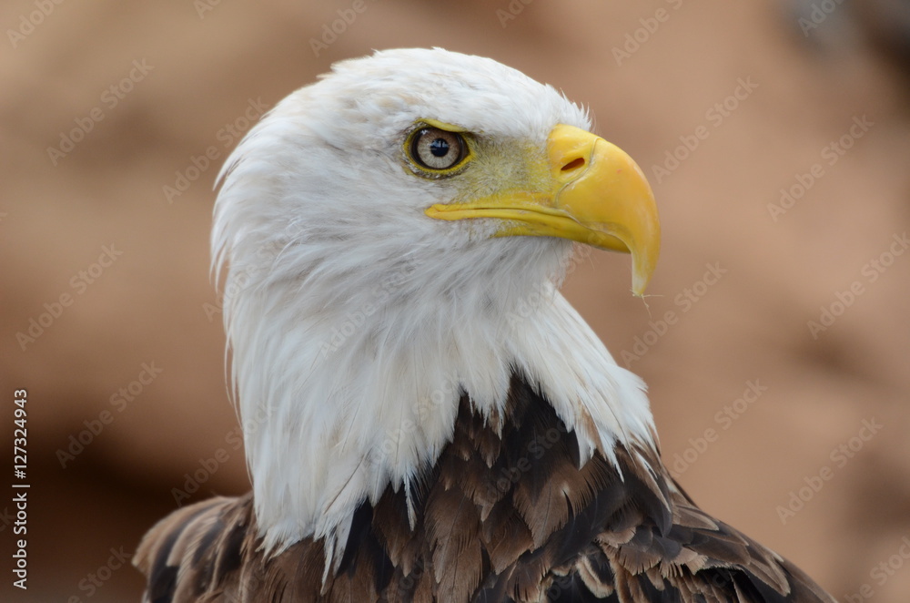 Fototapeta premium Bird of prey