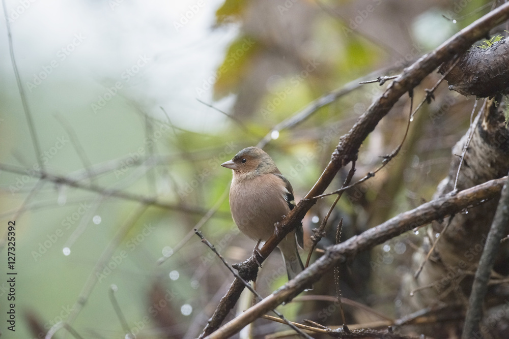 Chaffinch (Fringilla coelebs) adult female, perched on wet twig, Chaffinch (Fringilla coelebs) adult female, perched on wet twig,