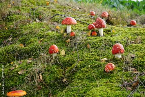 Photography Fliegenpilze