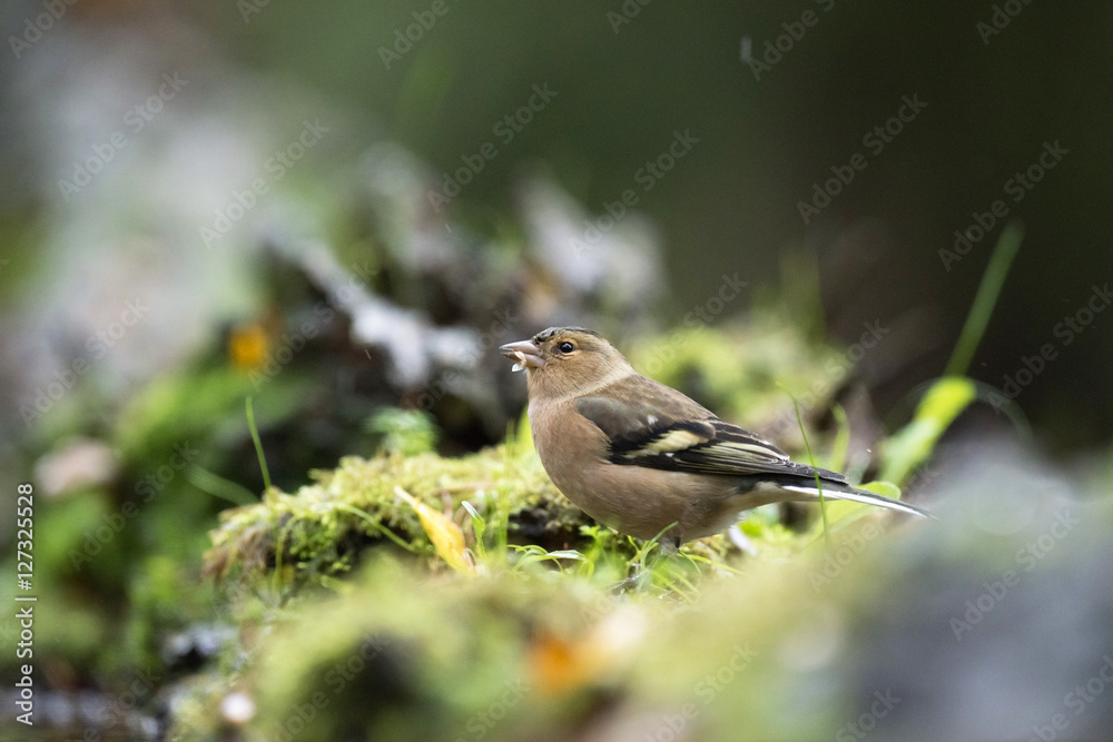 Foraging female common chaffinch (Fringilla coelebs) on mossy fo Foraging female common chaffinch (Fringilla coelebs) on mossy fo