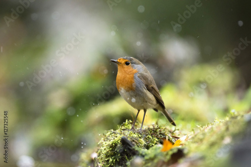 European robin (Erithacus rubecula) sitting on mossy tree trunk