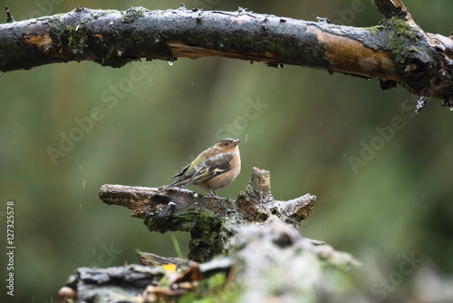 Female common chaffinch perching on wet tree stump in forest in photo