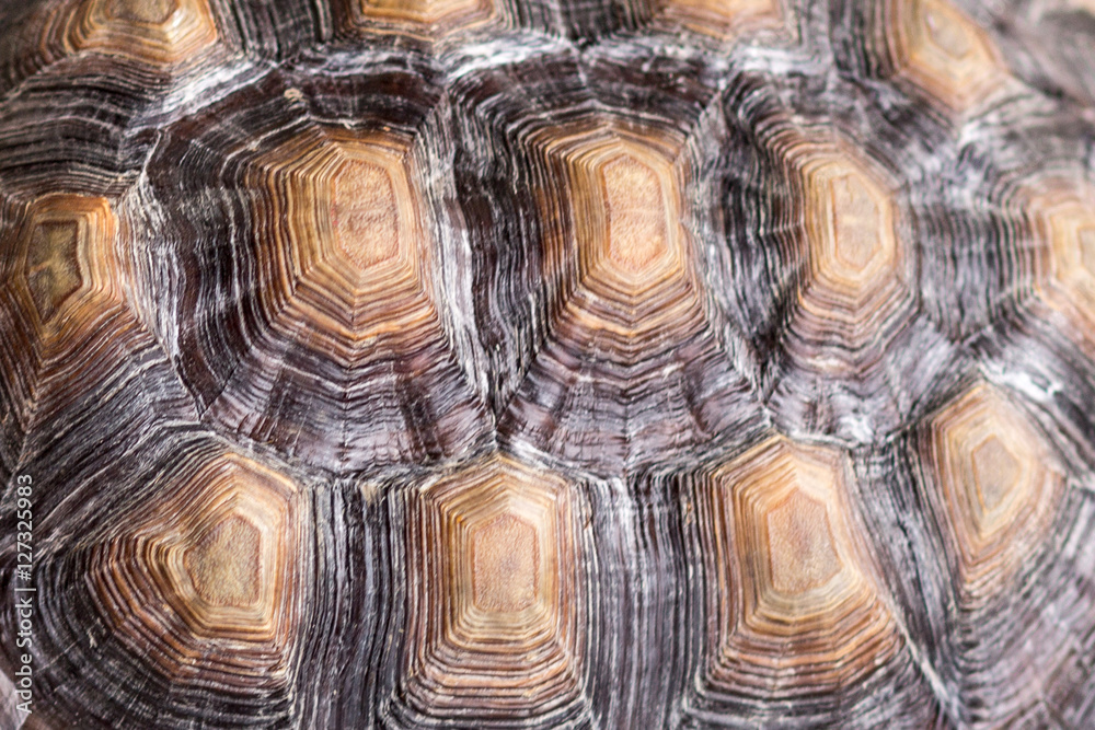 tortoise shell tortoise shell