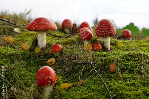 Fliegenpilze