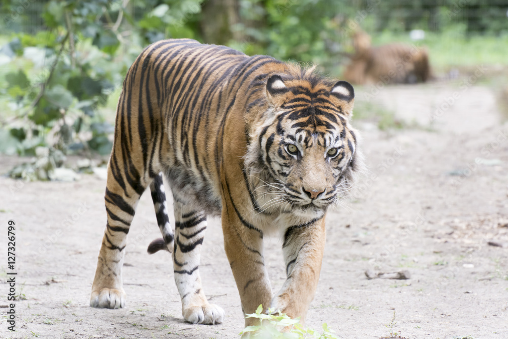 Obraz premium König des Dschungels