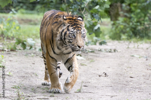 Fototapeta Naklejka Na Ścianę i Meble -  Malaysian Tiger