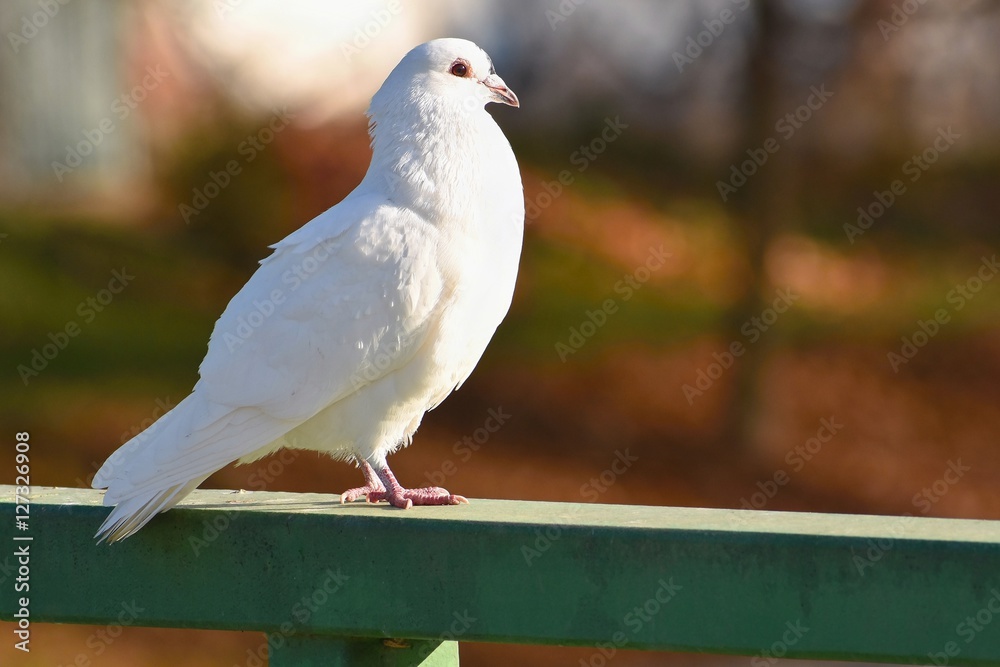 Fototapeta premium Beautiful photo of a bird. Feral pigeon (Columba livia domestica) and colourful background.