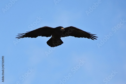 Beautiful photo of a bird - raven   crow in autumn nature.  Corvus frugilegus 