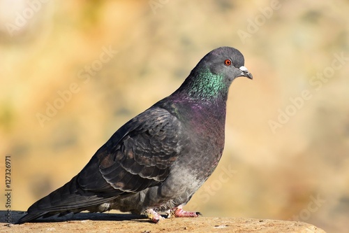 Beautiful photo of a bird. Feral pigeon (Columba livia domestica) and colourful background.