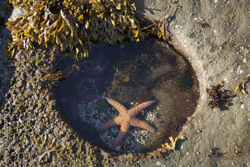Ochre Sea Star (Piaster ochraceus) in a tidal pool in the pacific northwest