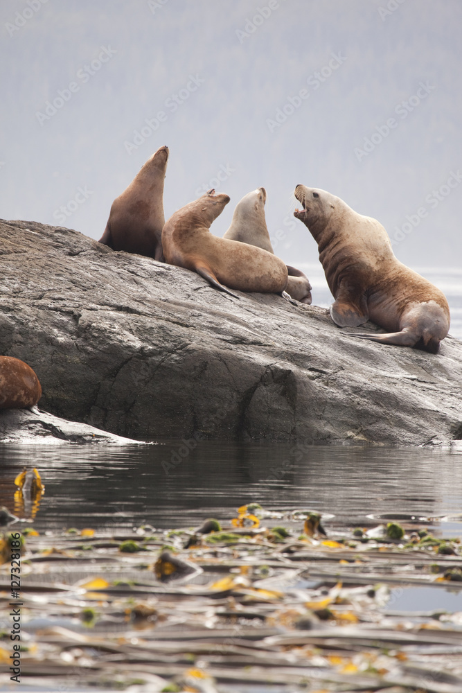 Fototapeta premium Colony of stellar sea lions in the Pacific Northwest.