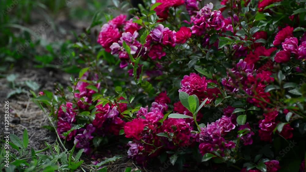 Abundantly the flowering bush of pink rose Abundantly the flowering bush of pink rose