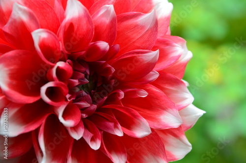 Red Dahlia flower on a green garden blurred background.Selective focus.Copy space.