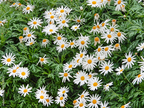 Daisies