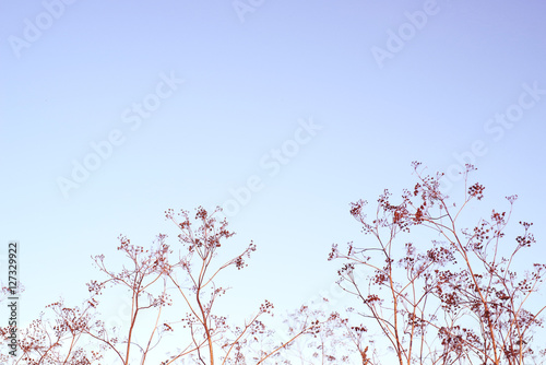 Blue background with dry wild flowers.