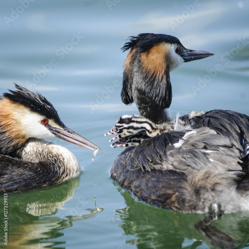 Haubentaucher bei der Aufzucht der Jungen
