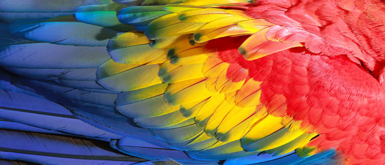 Keuken achterwand Papegaai Exotische verentextuur in rood geel blauw  © denys_kuvaiev