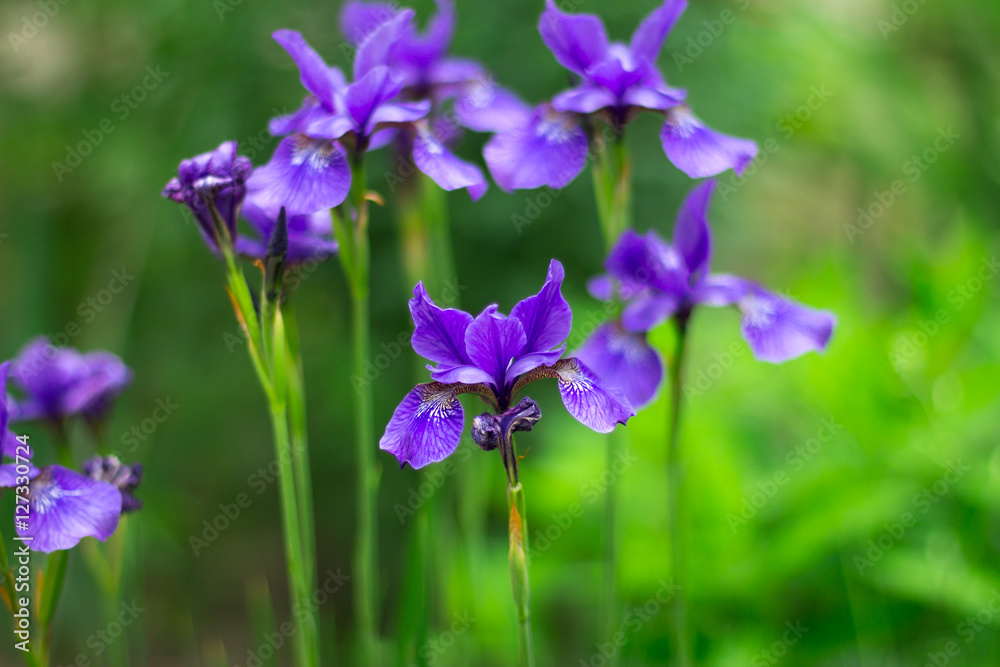  fresh violet irises lit by the sun