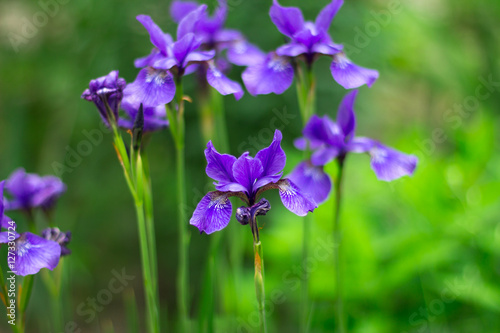 Fototapeta Naklejka Na Ścianę i Meble -    fresh violet irises lit by the sun