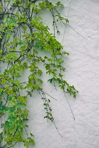 Detail of autumnal green ivy on painted wall. Leaves on plaster