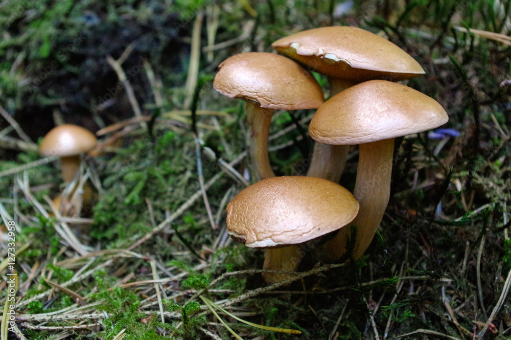 suillus bovinus growing in the forest, also known as the Jersey suillus bovinus growing in the forest, also known as the Jersey