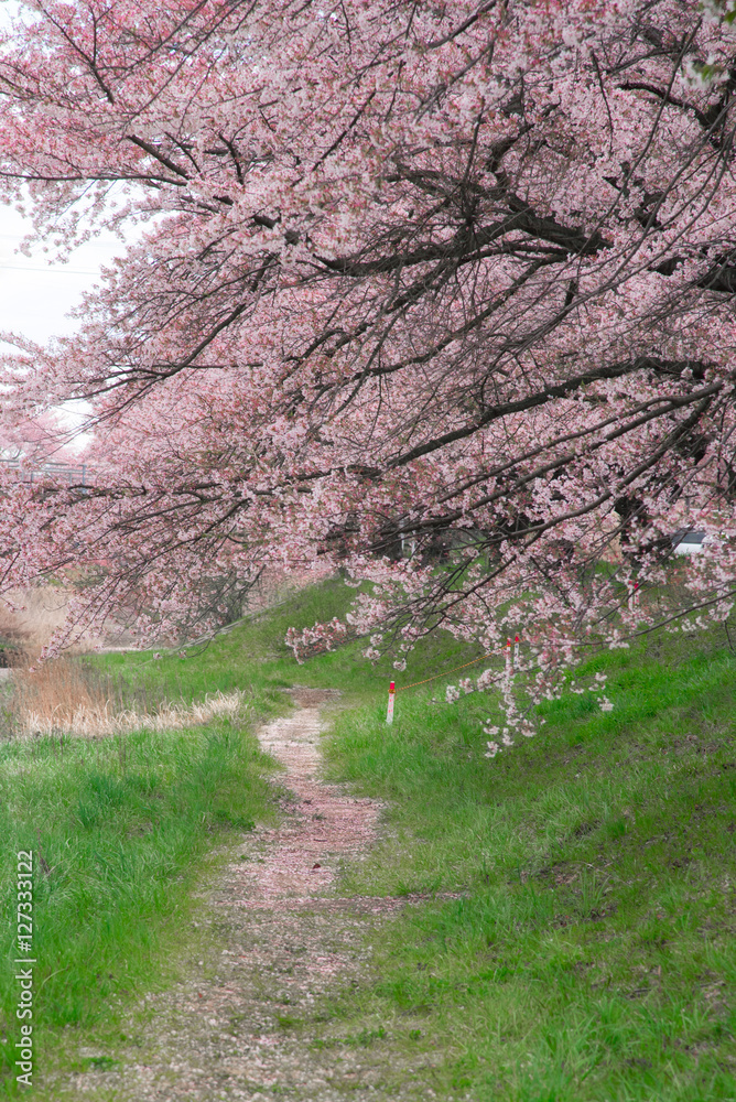 Cherry blossoms or Sakura near Kikuta station ,Japan Cherry blossoms or Sakura near Kikuta station ,Japan