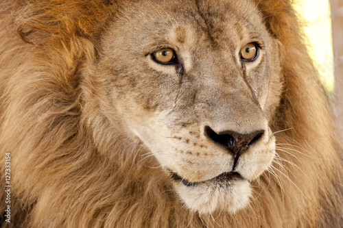 Closeup of the head of an african lion.