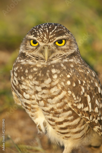 Burrowing owl next to its ground nest in Cape Coral  Florida.