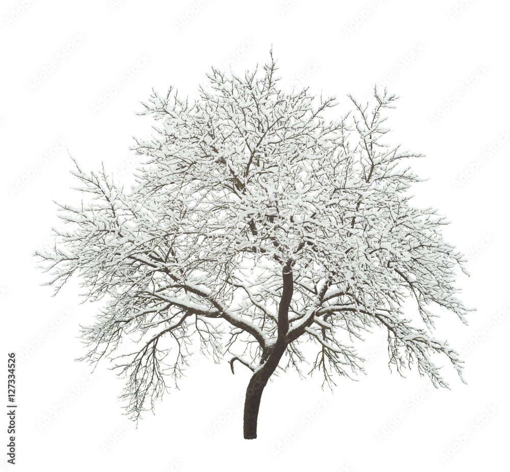 Obraz premium winter tree isolated on white