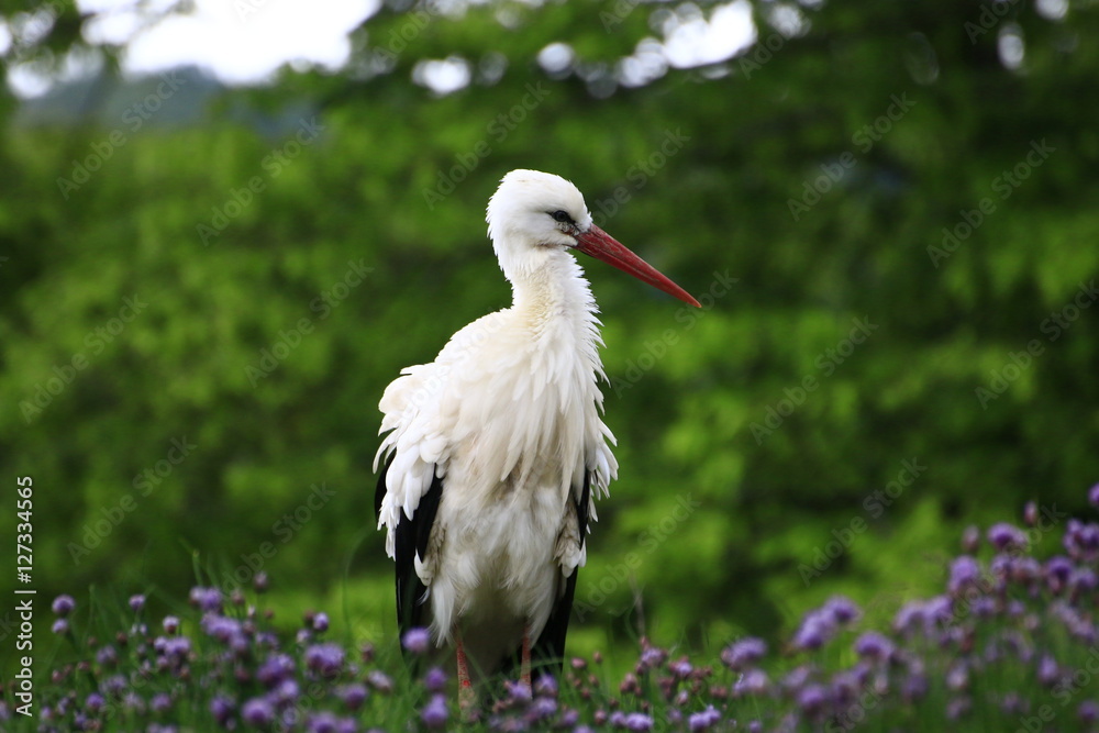 Fototapeta premium Storch