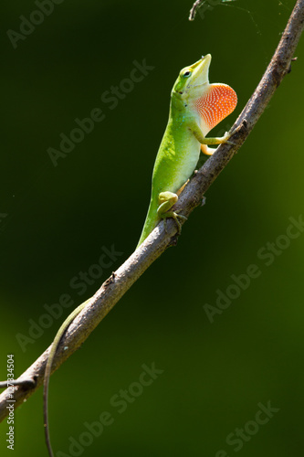 American anole with it's dewlap extended