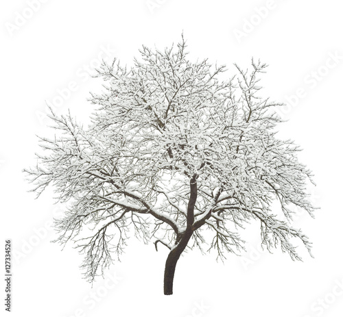 winter tree isolated on white