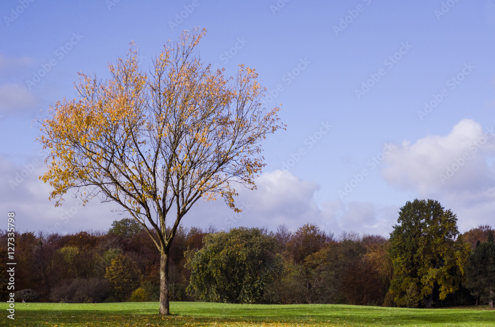 Obraz premium Tree with falling leafs in Autumn