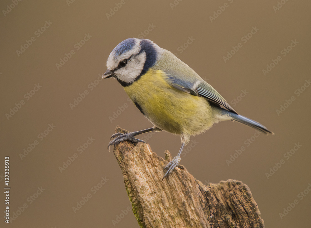 Obraz premium Blue Tit Portrait