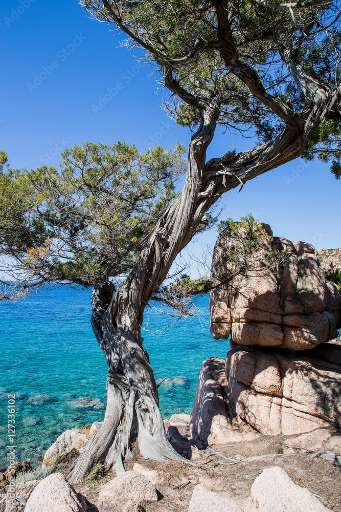 Tree at Beach