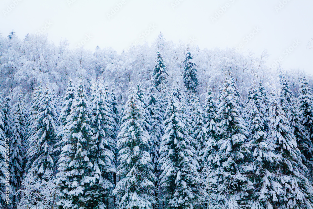winter snow covered tree . Winter beautiful landscape. winter ba winter snow covered tree . Winter beautiful landscape. winter ba