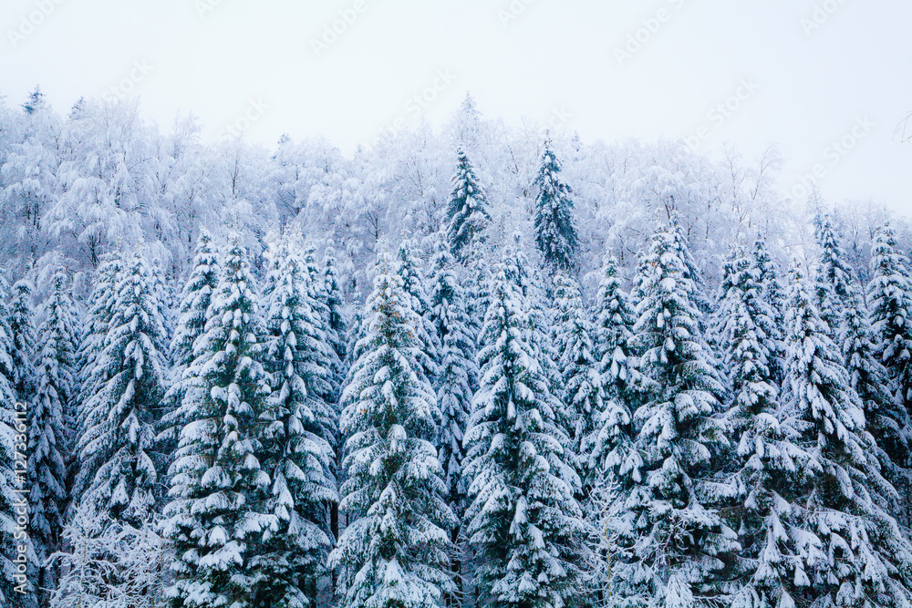 winter snow covered tree . Winter beautiful landscape. winter ba