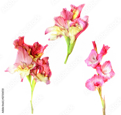 gladiolus fresh pink flower on white background, photo manipulat