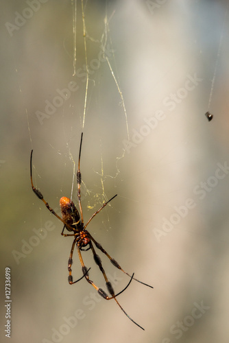 Garden Spider at Brazos Bend State Park