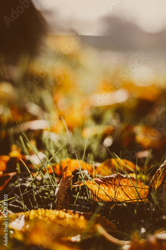 Herbstlaub auf der Wiese, warme Farben © Jonathan Schöps